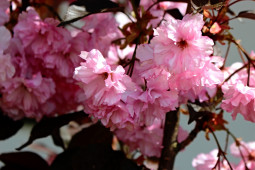 Kvetoucí sakura